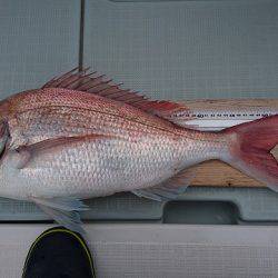 フィッシングボートACE(エース) 釣果