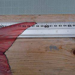 フィッシングボートACE(エース) 釣果