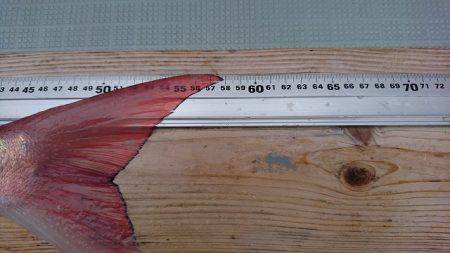 フィッシングボートACE(エース) 釣果