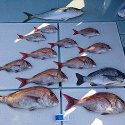 フィッシングボートACE(エース) 釣果