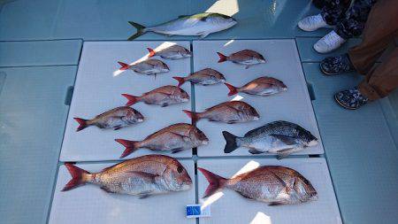 フィッシングボートACE(エース) 釣果