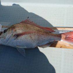 フィッシングボートACE(エース) 釣果