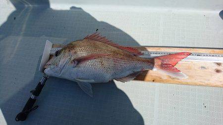 フィッシングボートACE(エース) 釣果