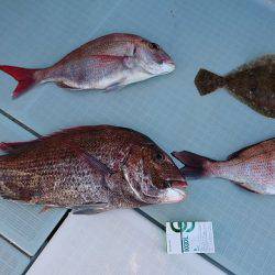 フィッシングボートACE(エース) 釣果