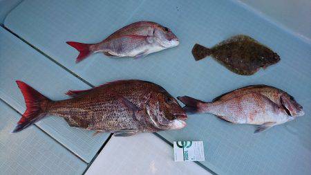 フィッシングボートACE(エース) 釣果