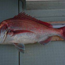 フィッシングボートACE(エース) 釣果