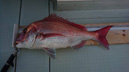 フィッシングボートACE(エース) 釣果