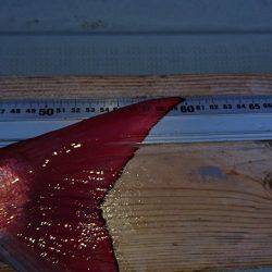 フィッシングボートACE(エース) 釣果