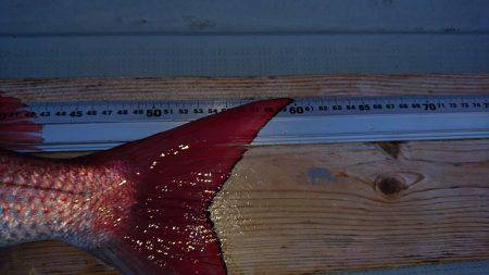 フィッシングボートACE(エース) 釣果