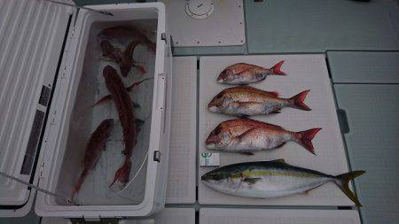 フィッシングボートACE(エース) 釣果