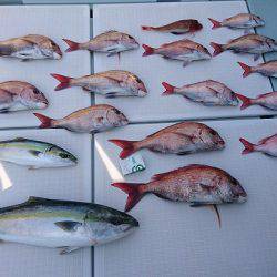 フィッシングボートACE(エース) 釣果