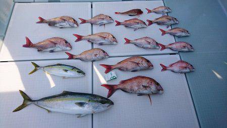 フィッシングボートACE(エース) 釣果