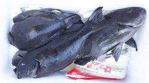 伊豆下田フィッシング 釣果