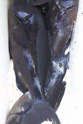 伊豆下田フィッシング 釣果