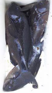 伊豆下田フィッシング 釣果