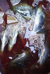 伊豆下田フィッシング 釣果