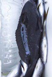 伊豆下田フィッシング 釣果