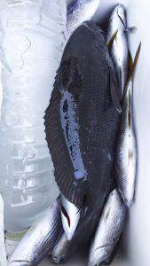 伊豆下田フィッシング 釣果