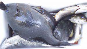 伊豆下田フィッシング 釣果