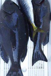 伊豆下田フィッシング 釣果