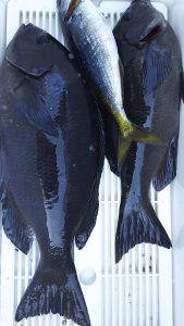 伊豆下田フィッシング 釣果