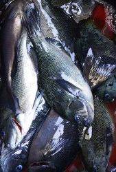 伊豆下田フィッシング 釣果