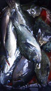 伊豆下田フィッシング 釣果