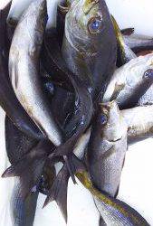 伊豆下田フィッシング 釣果