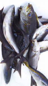 伊豆下田フィッシング 釣果