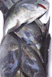 伊豆下田フィッシング 釣果