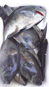 伊豆下田フィッシング 釣果