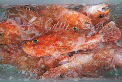 伊豆下田フィッシング 釣果