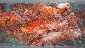 伊豆下田フィッシング 釣果