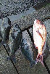 伊豆下田フィッシング 釣果