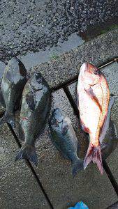 伊豆下田フィッシング 釣果