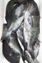 伊豆下田フィッシング 釣果