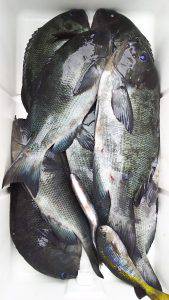 伊豆下田フィッシング 釣果