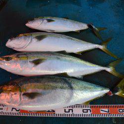 アジアマリンサービス 釣果