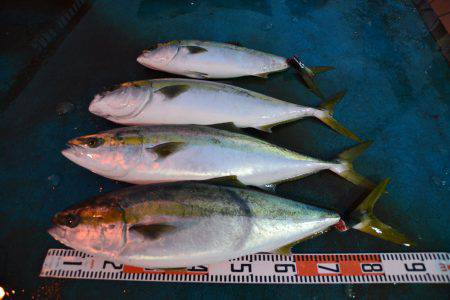 アジアマリンサービス 釣果