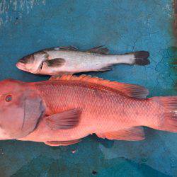 アジアマリンサービス 釣果