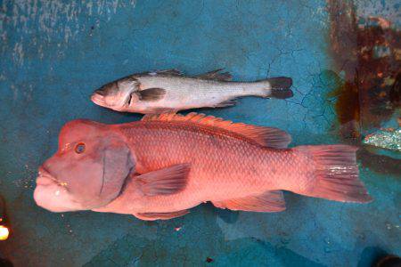 アジアマリンサービス 釣果