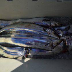 アジアマリンサービス 釣果