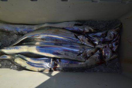 アジアマリンサービス 釣果