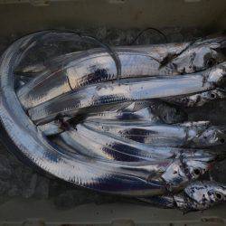 アジアマリンサービス 釣果