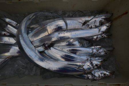 アジアマリンサービス 釣果