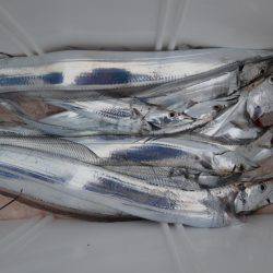 アジアマリンサービス 釣果