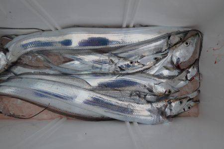 アジアマリンサービス 釣果