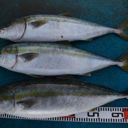 アジアマリンサービス 釣果