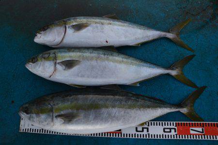 アジアマリンサービス 釣果