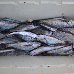 アジアマリンサービス 釣果